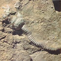 
[7] An intact flowerlike crinoid—a sea animal with a stem, head, and arms—will bring 880 or more from a collector, and if you're lucky enough to find a whole group of crinoids on a slab, the rock will be almost priceless! 
